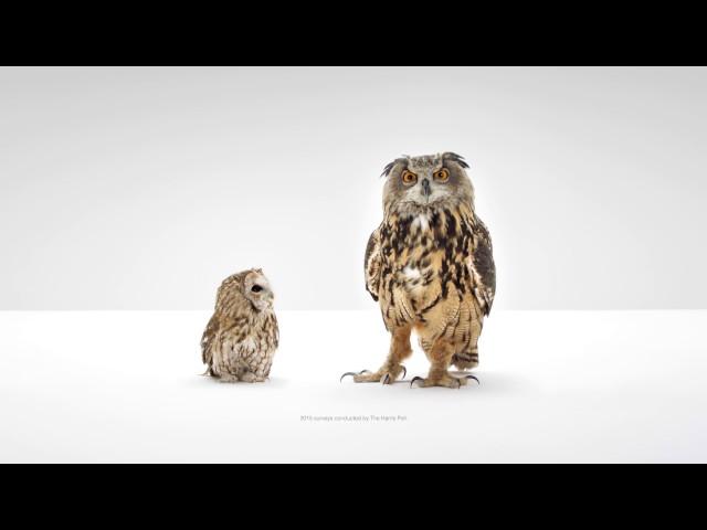 WGU Owl Commercial "Wisdom"