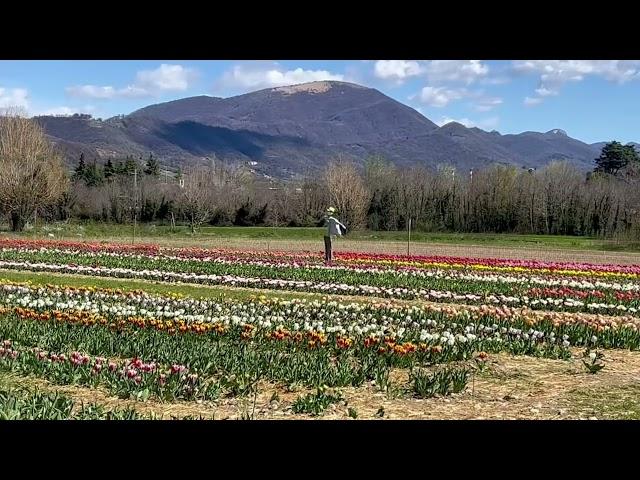 Gentleman Gipsy - Tulipans spring - Gorle (Bg), Italy