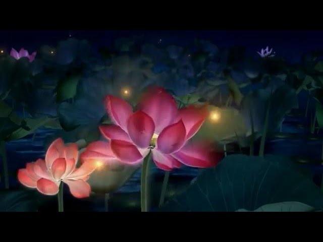 Lotus Blossom - Hoa sen khai nở