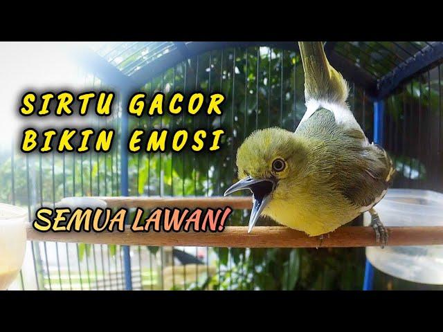 SIRTU/SIRDUNG GACOR BIKIN EMOSI SEMUA LAWAN!.. LANGSUNG IKUT GACOR