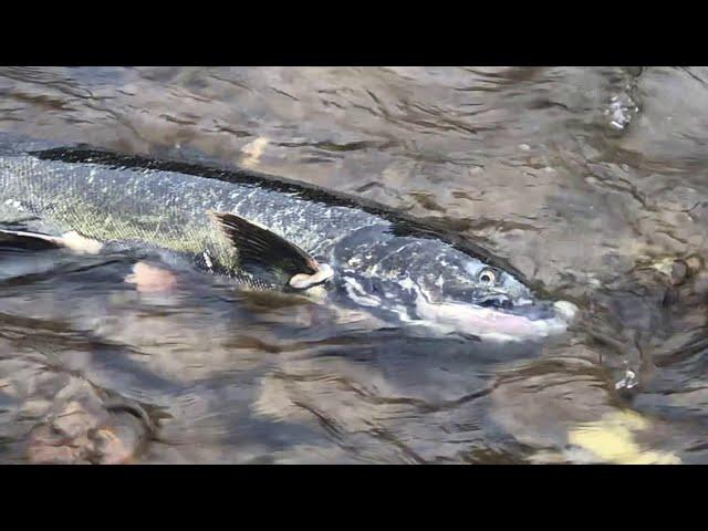 鮭魚洄游 - 從哪裡來就回到哪裡去 Salmon Run Finale under the Autumn Leaves