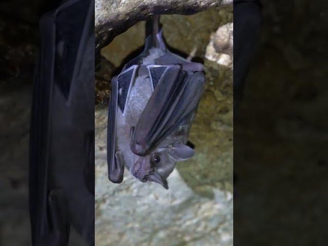 INCREDIBLE footage of a BAT hanging upside down in the cave of Kantemo, where snakes hunt for them