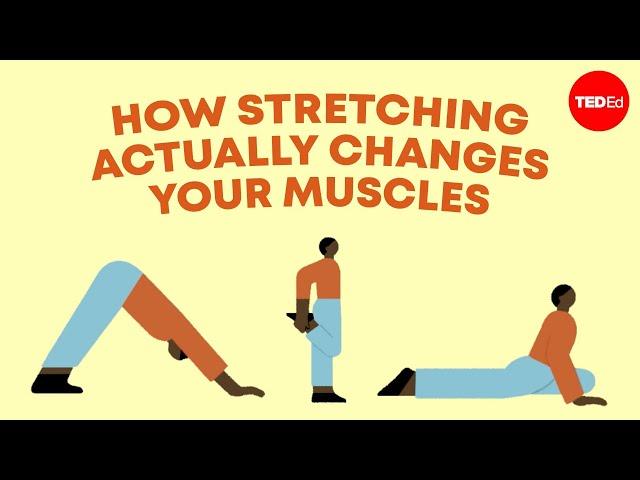 How stretching actually changes your muscles - Malachy McHugh