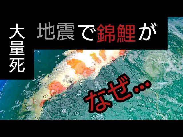 【地震でニシキゴイが大量死】大型の錦鯉だけ…何故…。　#Koi  #錦鯉  #アクアリウム　#地震