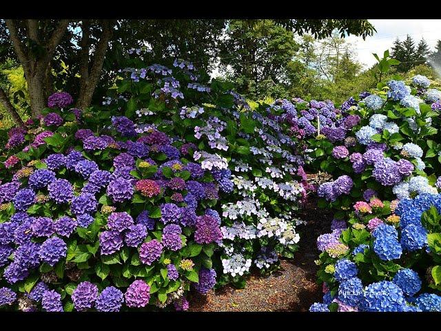 Joy Creek Nursery (Scappoose, Oregon)