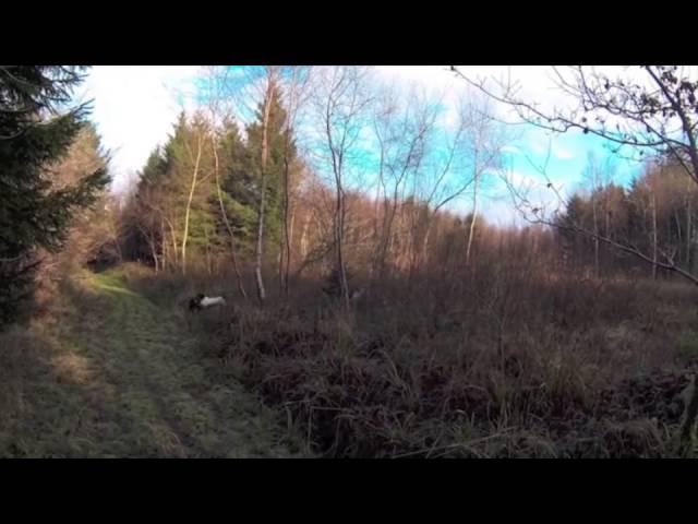 Pheasant shooting in Dorset