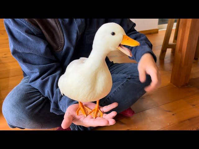 Our Pet Call Duck Quack in Palm of Hand! (Piko, Chotchy and Moko)