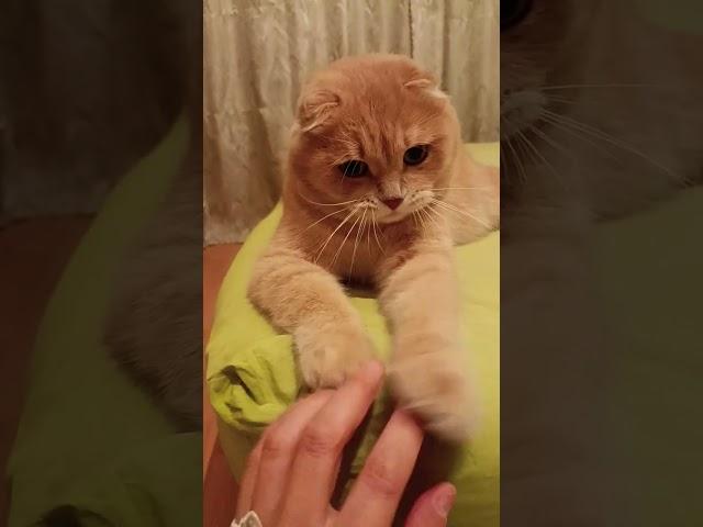 люблю Рыжик очень сильно ️