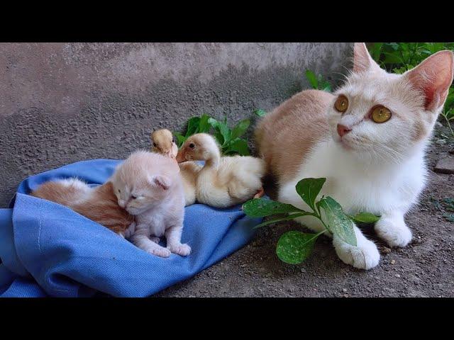 The magical kitten adopted 2 ducks. Go on an outdoor adventure together!Cute and funny animals