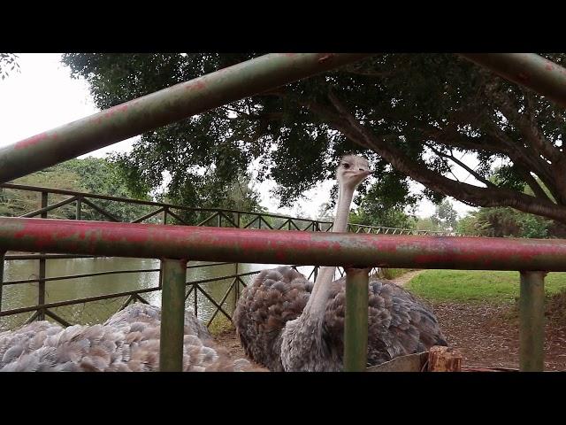 Ostrich feeding