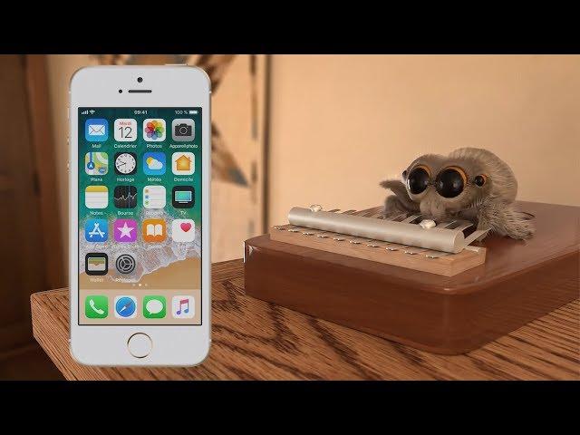 Lucas the Spider plays iPhone ringtones!