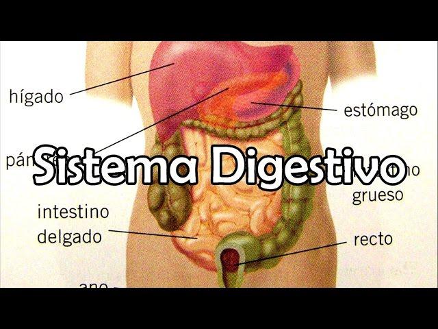 El Sistema Digestivo