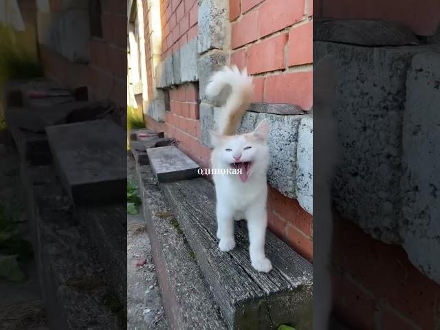 Как ощущается лето в деревне ️