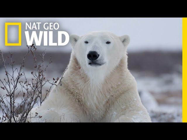 Polar Bears 101 | Nat Geo Wild