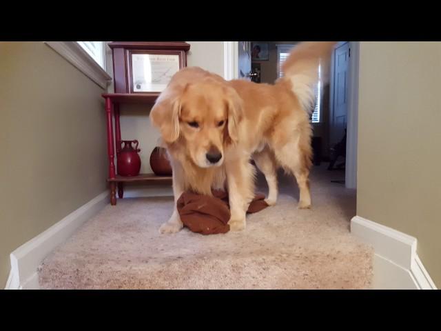 Golden Retriever: Oshie is just too cute!