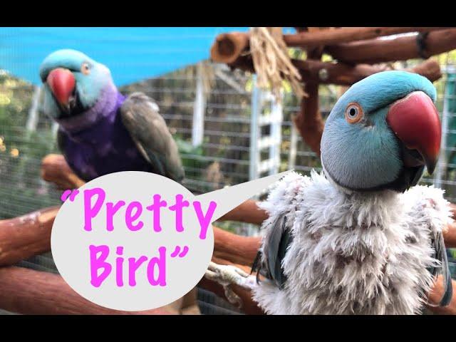 Indian ringneck parrots talking like humans | animal sounds | pdsnonprofit