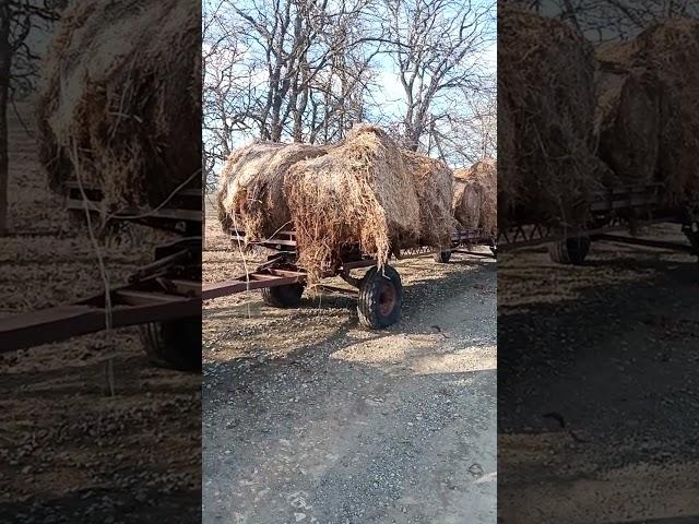 Гороха овцам по не многу)3