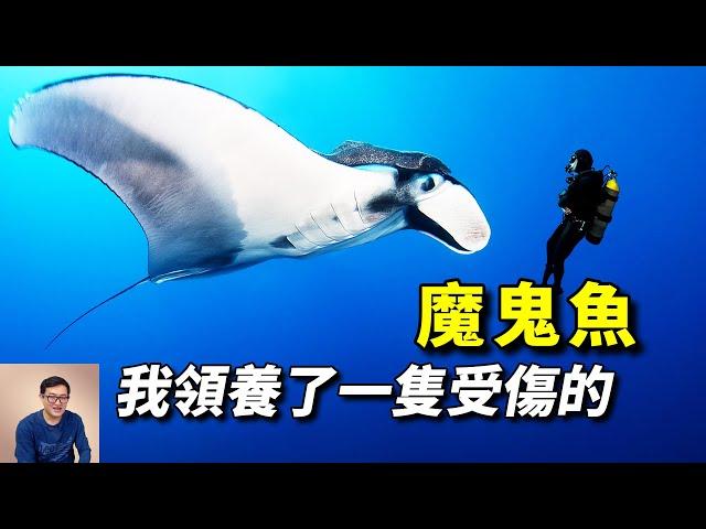 我領養了一隻被鯊魚咬傷的魔鬼魚，名字叫「巨人喬治」。保護蝠鲼，人人有責！【老肉雜談】#動物 #海洋生物 #魚 #fish #manta ray