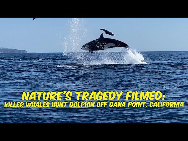 Nature's Tragedy Filmed: Killer Whales Hunt Dolphin off Dana Point, California