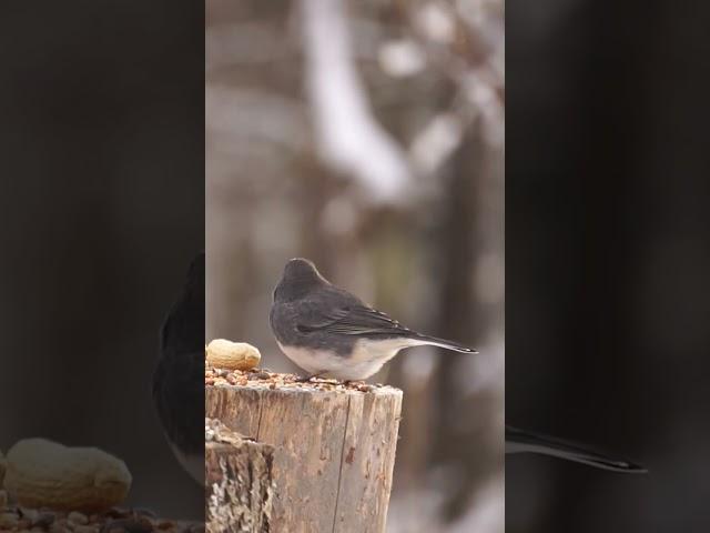 These little Dark-Eyed Junco birds are so cute #nature #wildlife #animals #wildanimals #birds