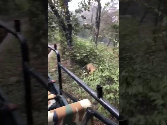 Watch Viral Video: Tigress Sultana T 107 Chasing Canter in Ranthambore National Park #shorts