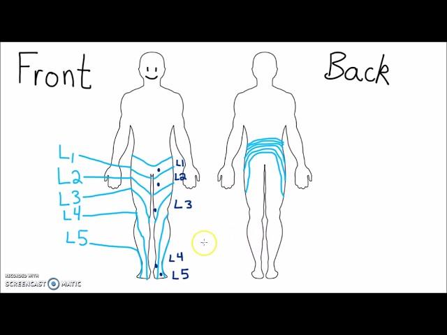 Anatomy - Dermatomes of the Lower Extremity