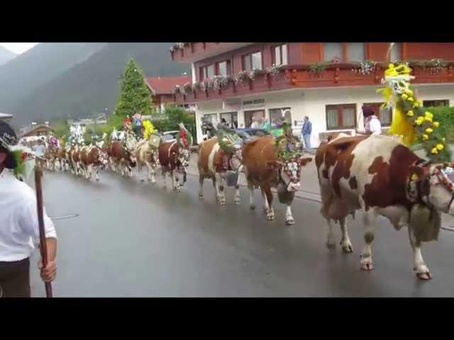 Austria - Achensee-Maurach, Cows returning from Mountains