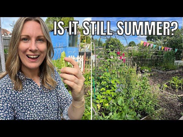 SUMMER ON THE ALLOTMENT PLOT / ALLOTMENT GARDENING