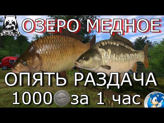 ОЗЕРО МЕДНОЕ1000 СЕРЫ ЗА ЧАСРусская Рыбалка 4(РР4)