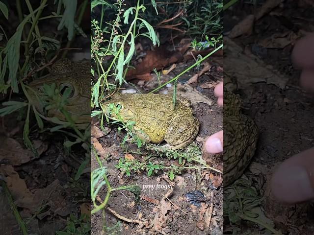 Catch frogs funny try to don't laugh #frog #animals #funny #funnyfrog #wildlife #fun #funnyvideos