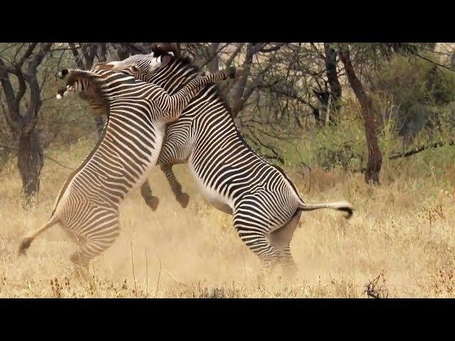 Best of African Animals | Top 5 | BBC Earth