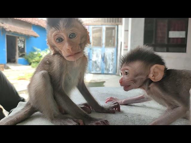 very cute baby monkey emon and cila