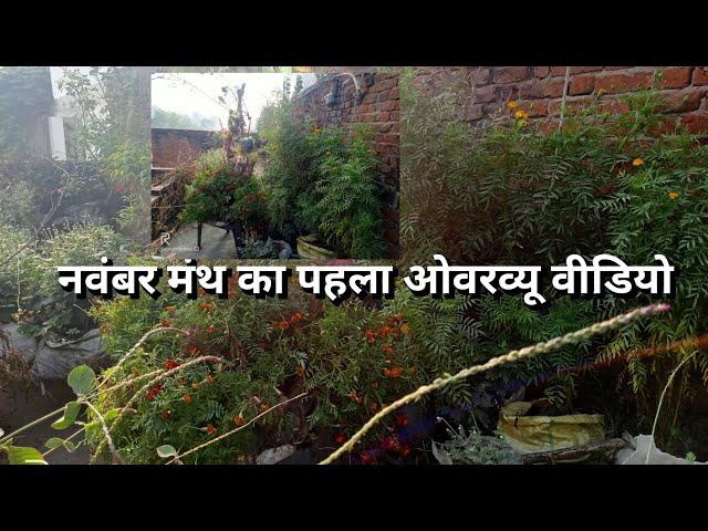 November month ka pehle overview/winter garden update/terrace garden #gardening #viral#wintergarden