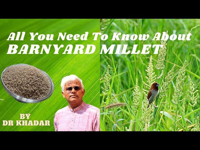 ALL THAT YOU NEED TO KNOW ABOUT BARNYARD MILLET | DR KHADAR