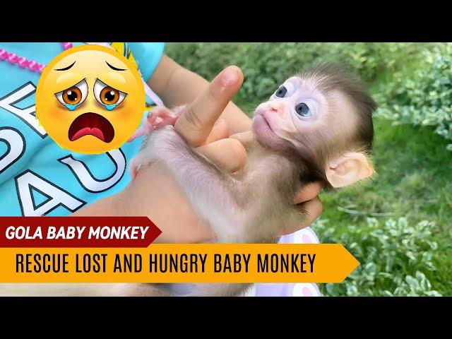 GOLA BABY MONKEY: The Heartwarming Rescue of a Lost Baby Monkey