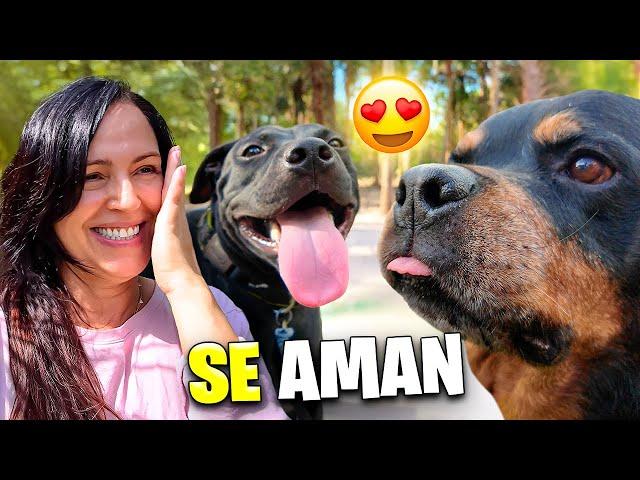 Karim y Tito se Aman ️ Mi Perro Viejo Acepta al Perrito Rescatado de la Calle ️ Sandra Cires Vlog