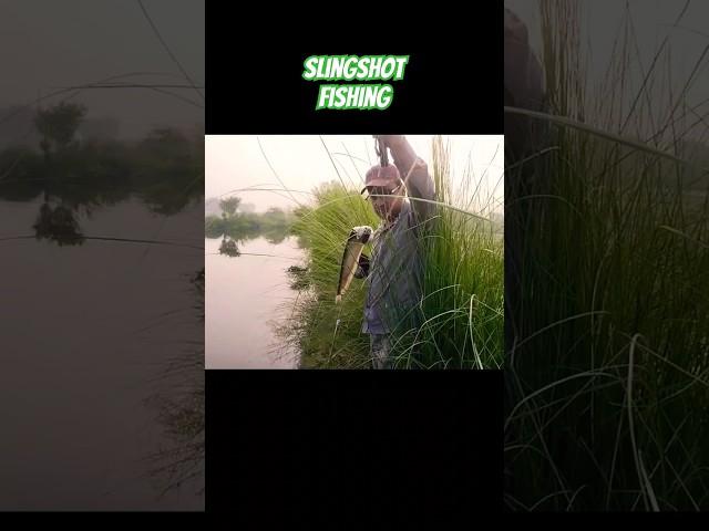 Slingshot Hunting Fish  #slingshot #hunting #shortsfeed #fishing