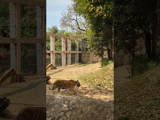 #tiger #shorts #short #shortsvideo #zoo #gujarat #vadodara #animal #walk #swag