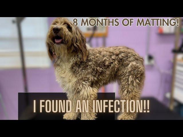 NASTY INFECTION ON DOODLE WHO HASN'T BEEN GROOMED IN 8 MONTHS!!