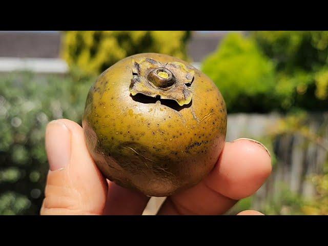 Picking & Tasting 1st Black Sapote in 2025 - Chocolate Pudding Fruit!