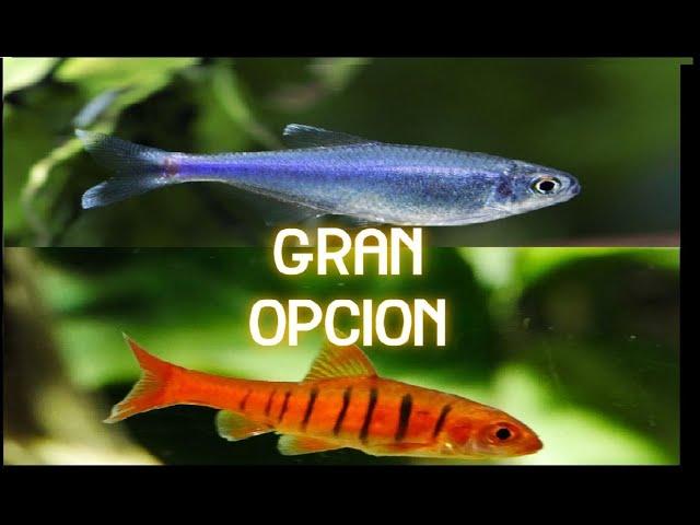 Tetra Azul Vs Barbo Africano: ¿Cuál es el ideal?