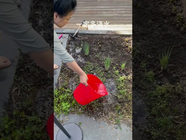 【快速种菜法】五分钟学会 菜生菜 懒人种菜