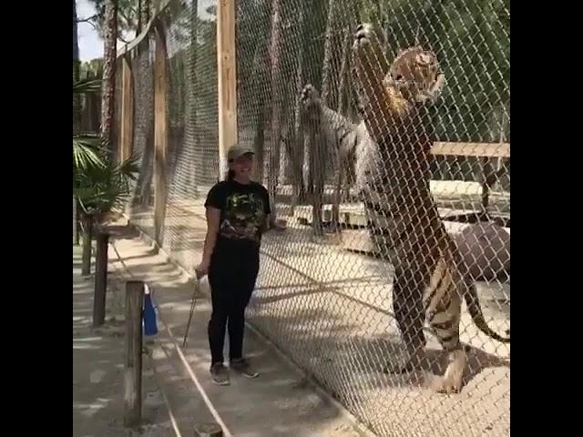 550lbs bengal tiger