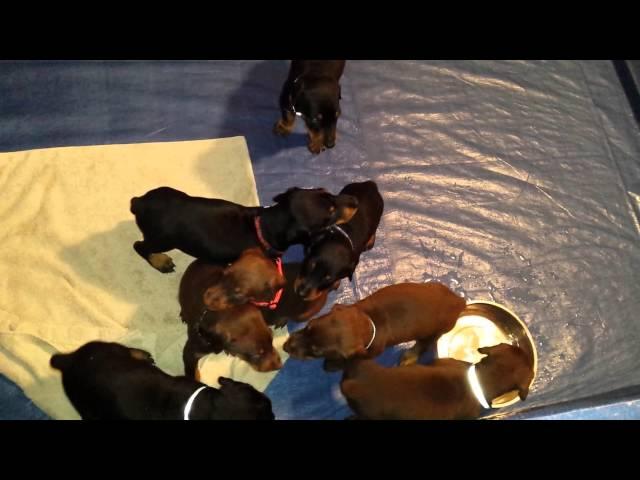 Doberman puppy symphony