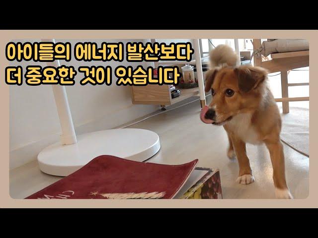 체력이 넘치고, 에너지가 넘치는 강아지는 어떻게 해야할까?ㅣ곶감 2회차 교육