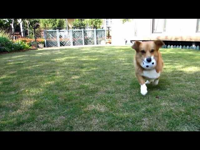 Corgi ココ　ボール遊びでダイエット①