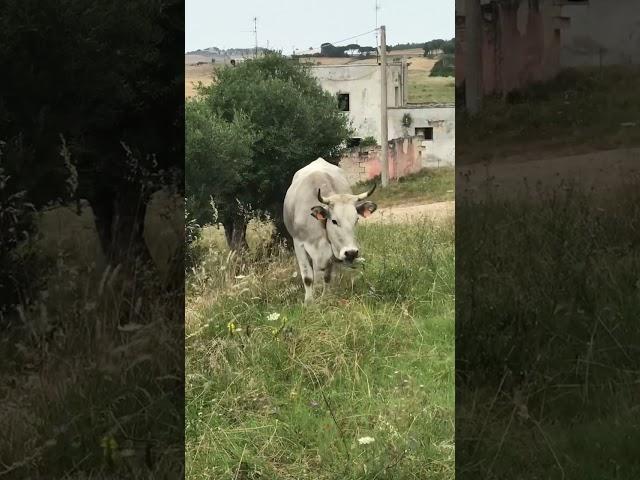 Mucca Music - cows with bells in Italy