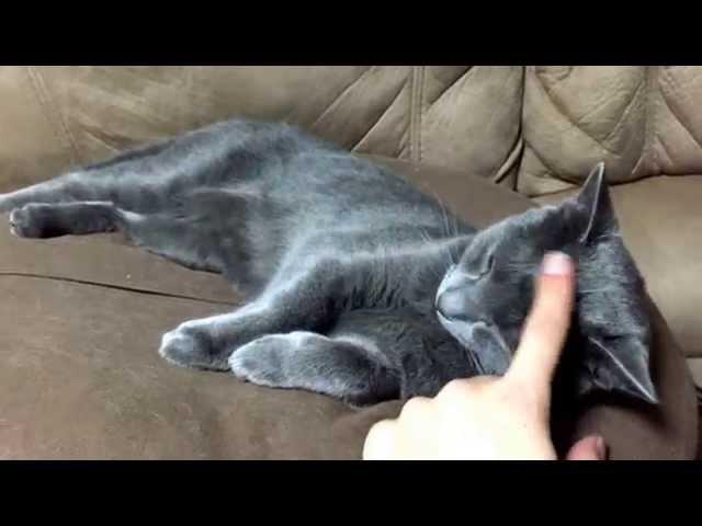 クロ(ロシアンブルー)をもふもふしてみた　Fluffy Russian blue