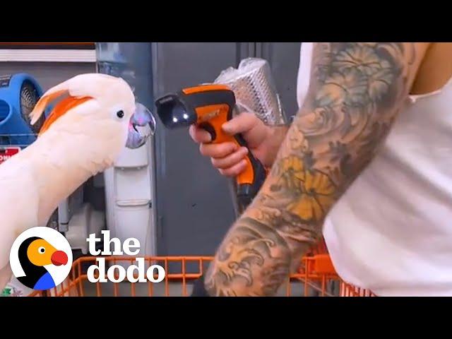 Parrot Loves Going To Home Depot With His Dad | The Dodo Soulmates