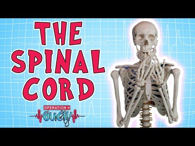 Operation Ouch - The Spinal Cord | Biology for Kids